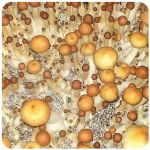 Псилоцибиновые (галлюциногенные)  грибы Psilocybin "Golden Teacher" в Тынде